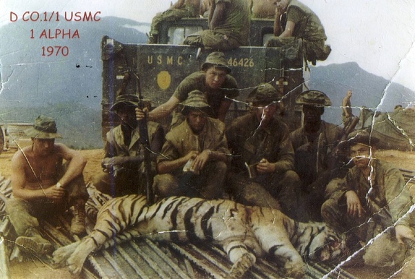    의외로 베트남전에서 미군을 애먹인 동물