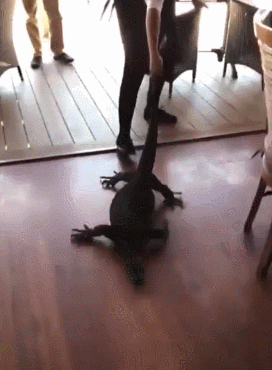 호주 레스토랑 알바녀의 패기.gif