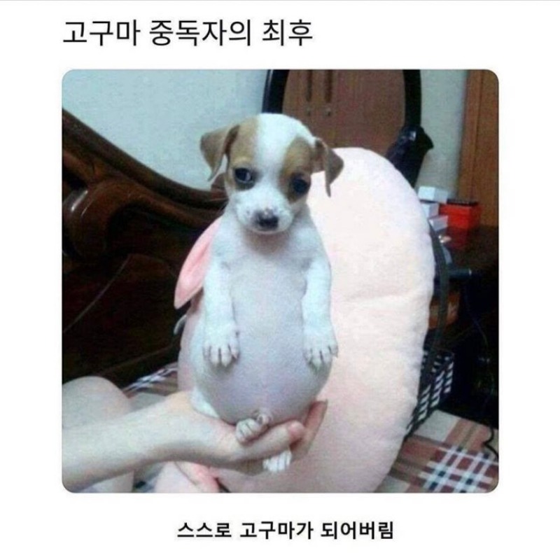    댕댕이와 고구마