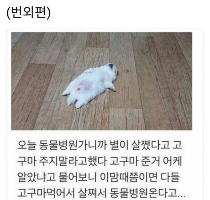    댕댕이와 고구마