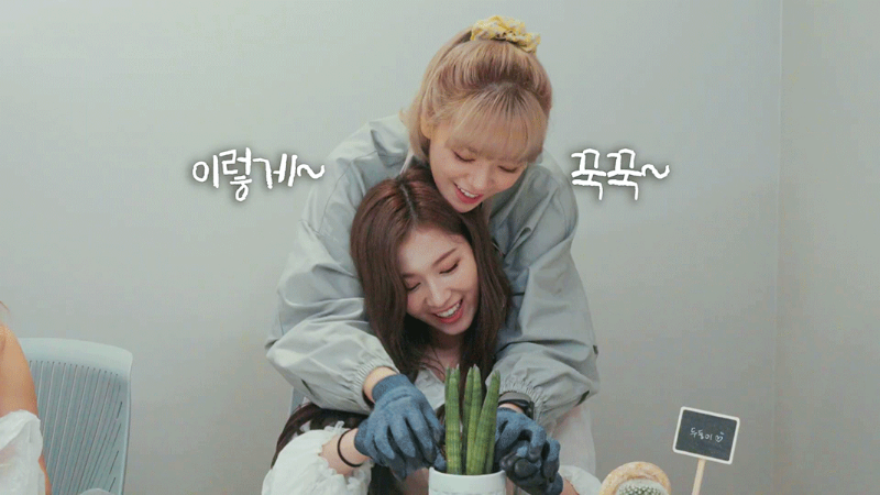 다정한 230즈 정연 사나 2.gif