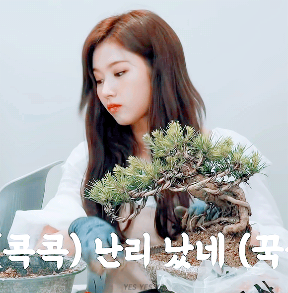 분재 만들기 - 트와이스 사나12.gif