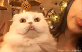 8adf086cadca47303e4de794b164b753_1625691024_3965.gif