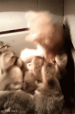 76d31c7cc182a209973ba9ce123e8079_1628223866_4387.gif