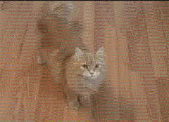 b1dc71f2b76d9fa7293fe1d18b346de9_1643170687_5016.gif