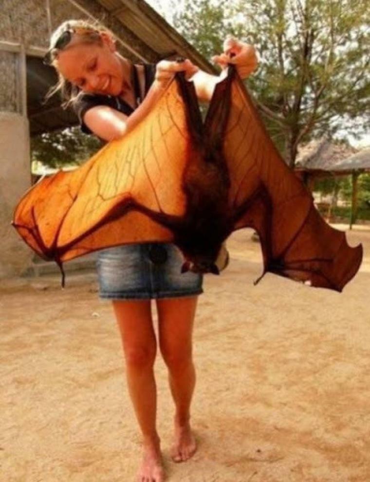 호주 박쥐 실제크기