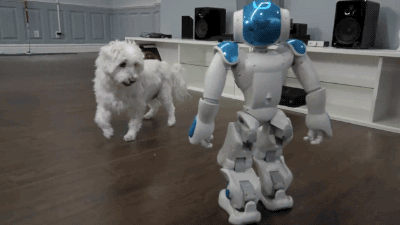 강아지 돌봐주는 로봇