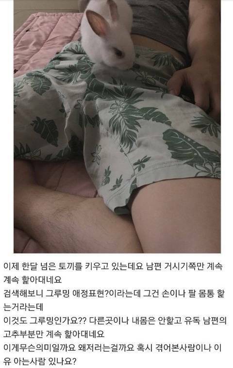 토끼가 남편 거기를 핥아서 고민.jpg