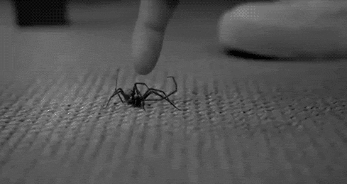 독거미가 무서운 이유