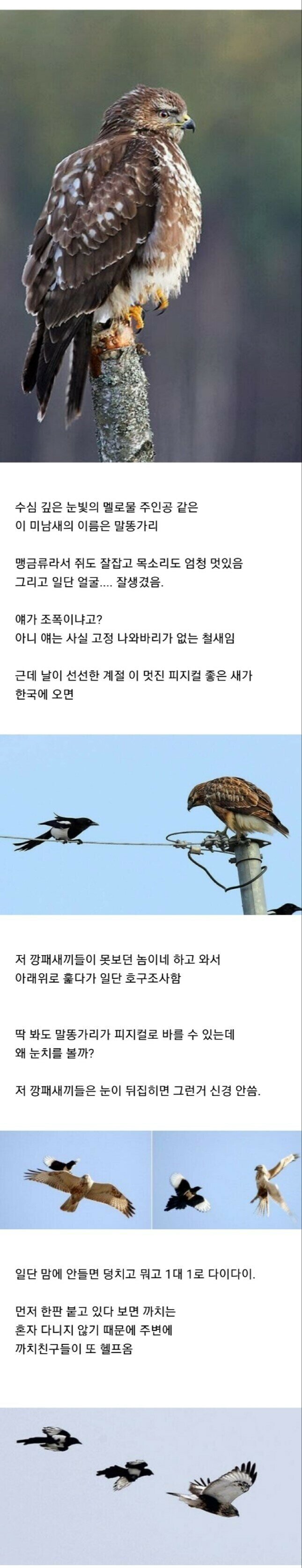 조류계의 성격파탄자 조폭 새끼들