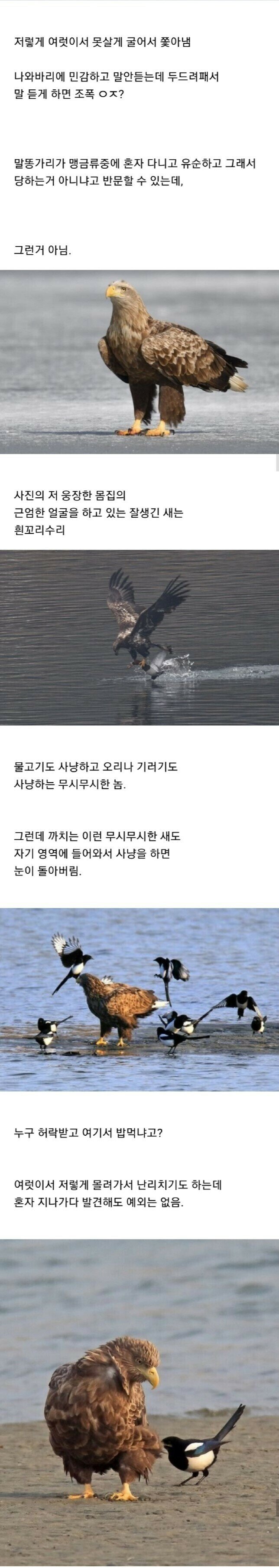 조류계의 성격파탄자 조폭 새끼들