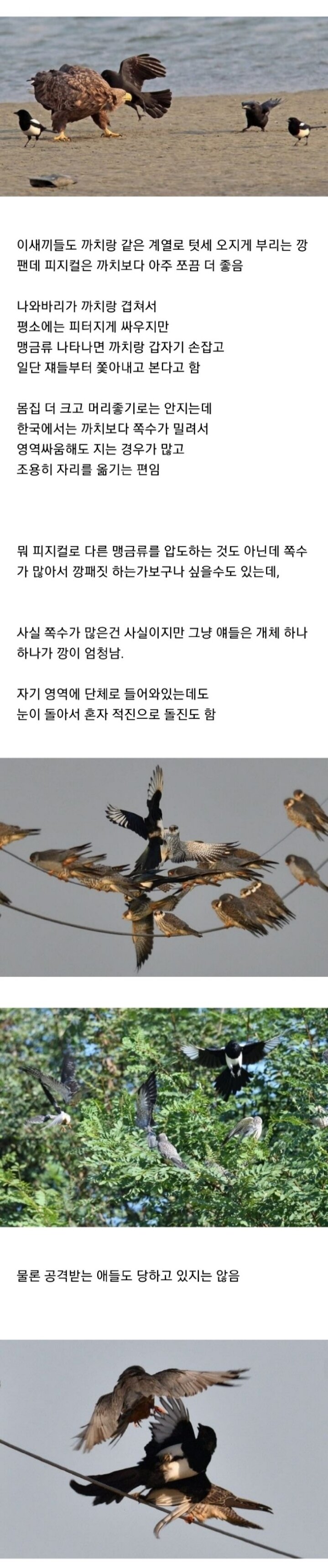 조류계의 성격파탄자 조폭 새끼들