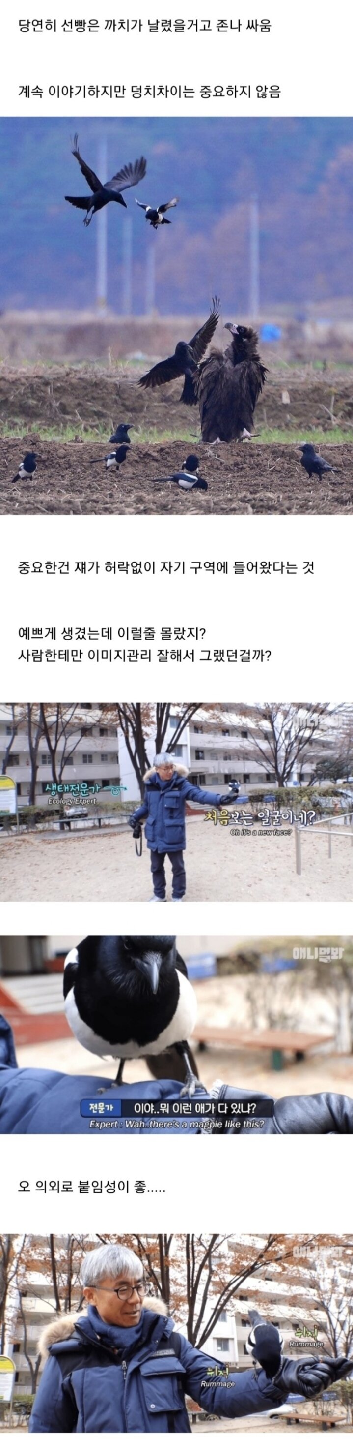 조류계의 성격파탄자 조폭 새끼들