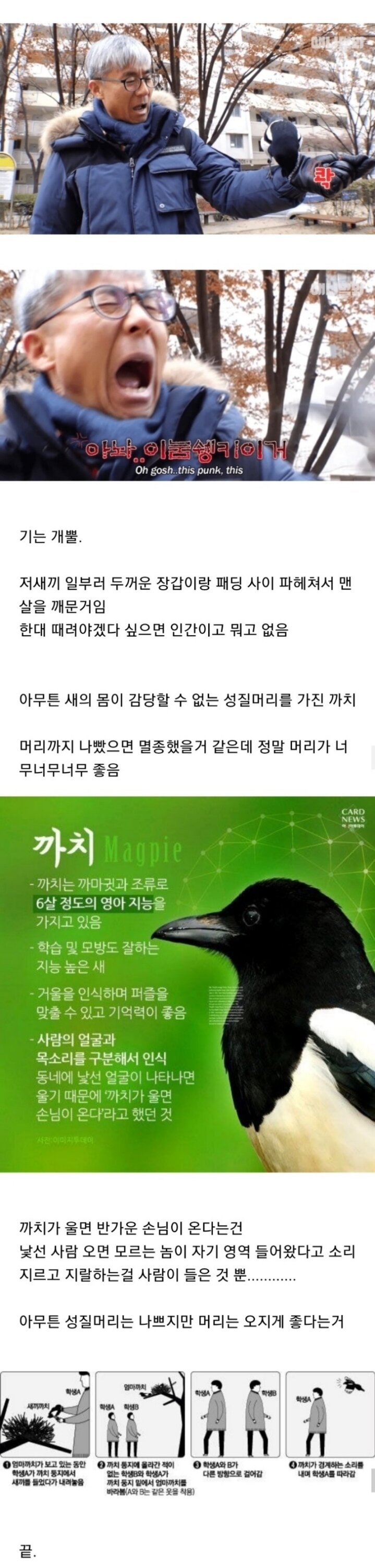 조류계의 성격파탄자 조폭 새끼들