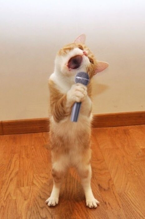 고양이가 즐겨 부르는 노래는