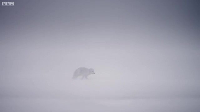 북극여우는 하루에 100km를 이동한다 .jpg