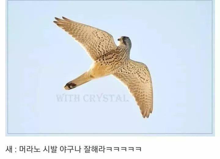 새는 날아가면서 뒤를 돌아보지 않는다