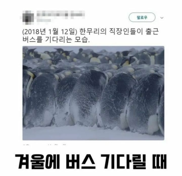 대한민국에서 겨울나기