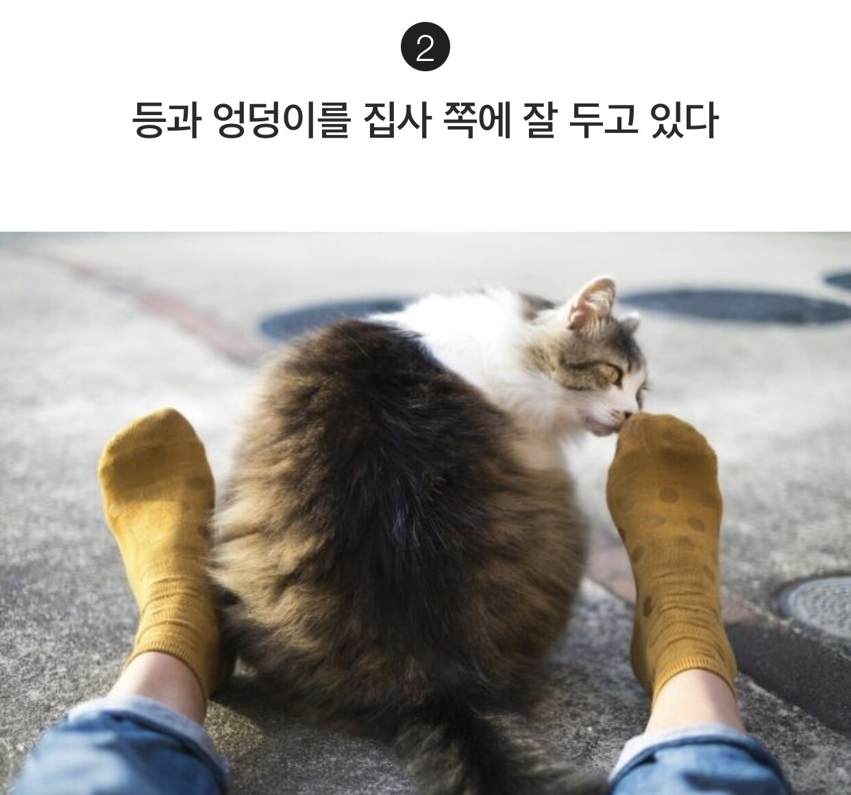 집사를 믿는 고양이의 행동