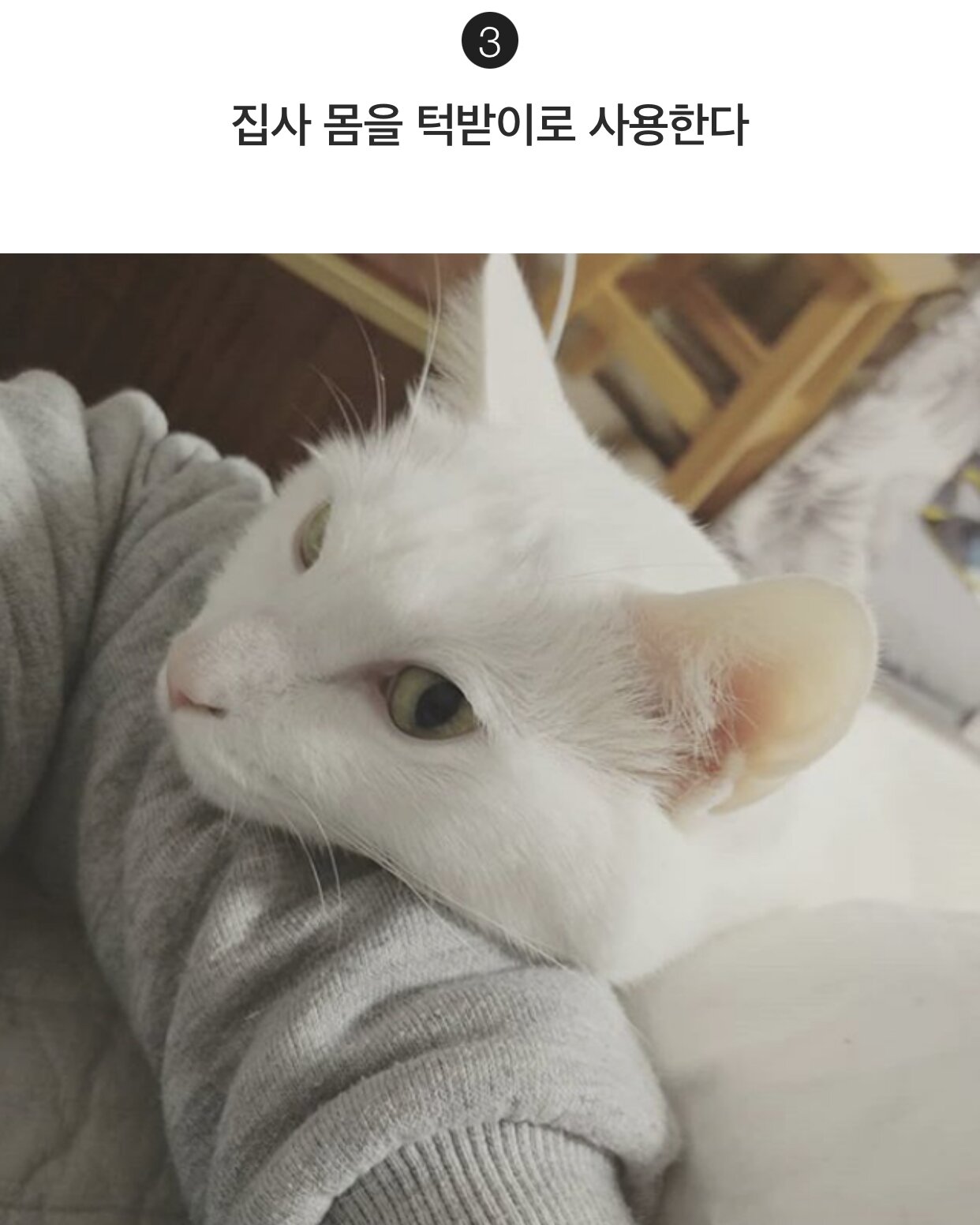 집사를 믿는 고양이의 행동