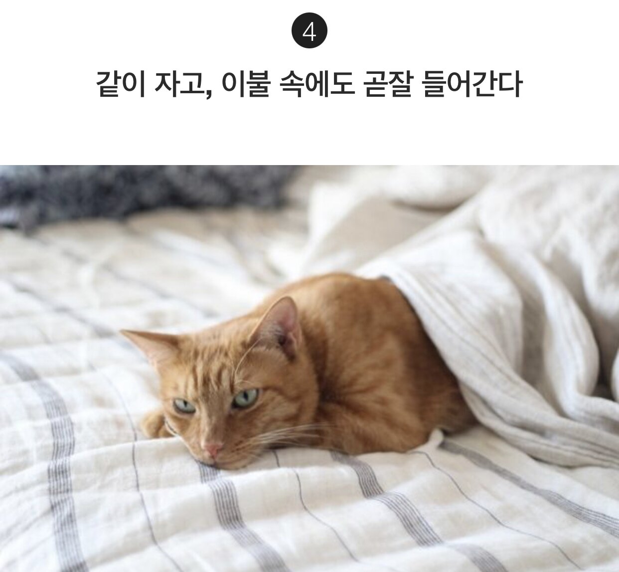 집사를 믿는 고양이의 행동