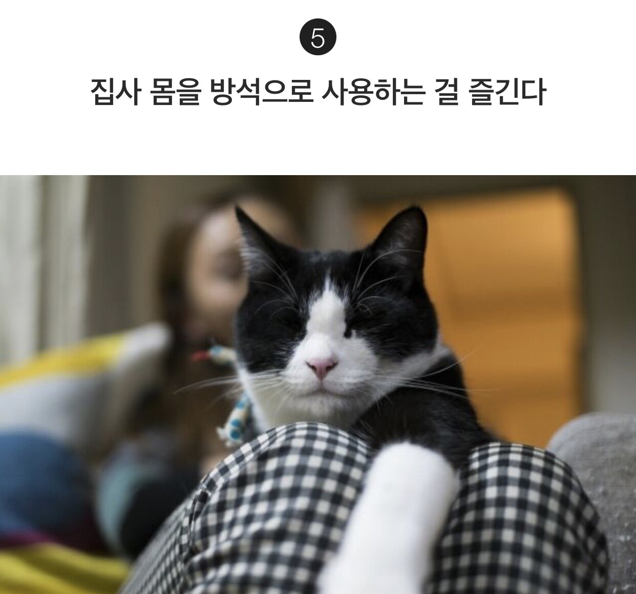 집사를 믿는 고양이의 행동