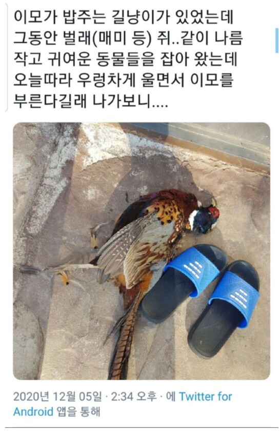 은혜갚은 고양이.jpg