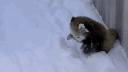 17812_2_i015789449651.gif