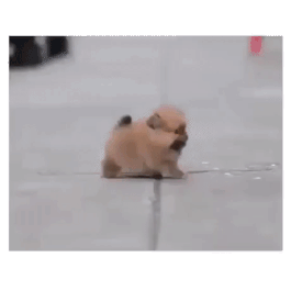 17812_5_i015778303121.gif