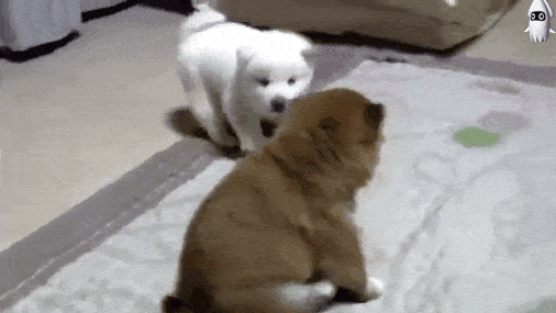 17812_6_i015732328090.gif