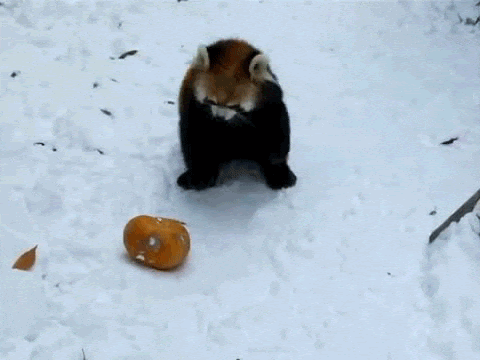 17812_7_i015714813930.gif