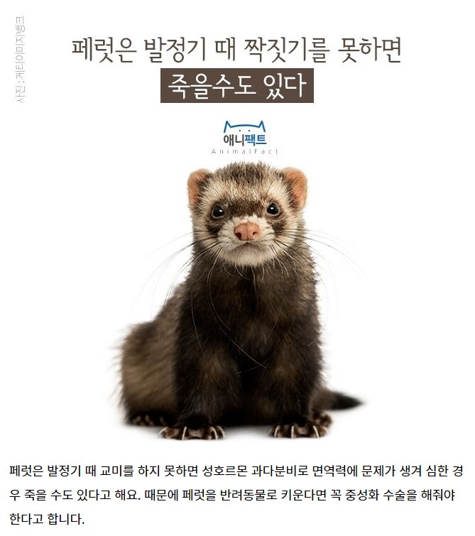 오픈 중성화 갤러리