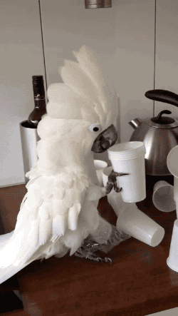 18048_1_i015537281871.gif