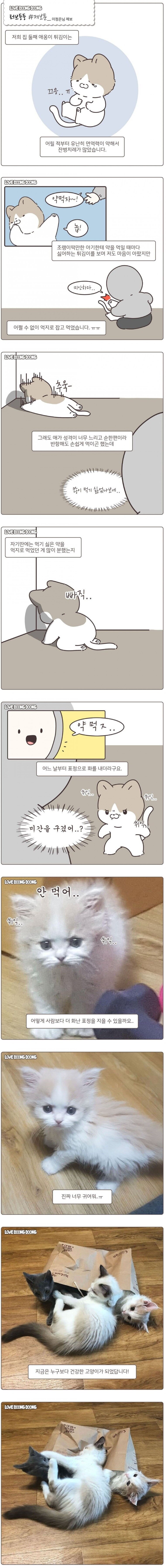 약 먹는게 분했던 아기 고양이