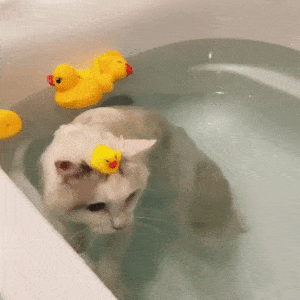 물속성 고양이