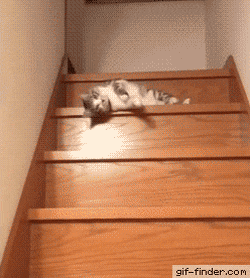고양이가 계단 내려오는 법