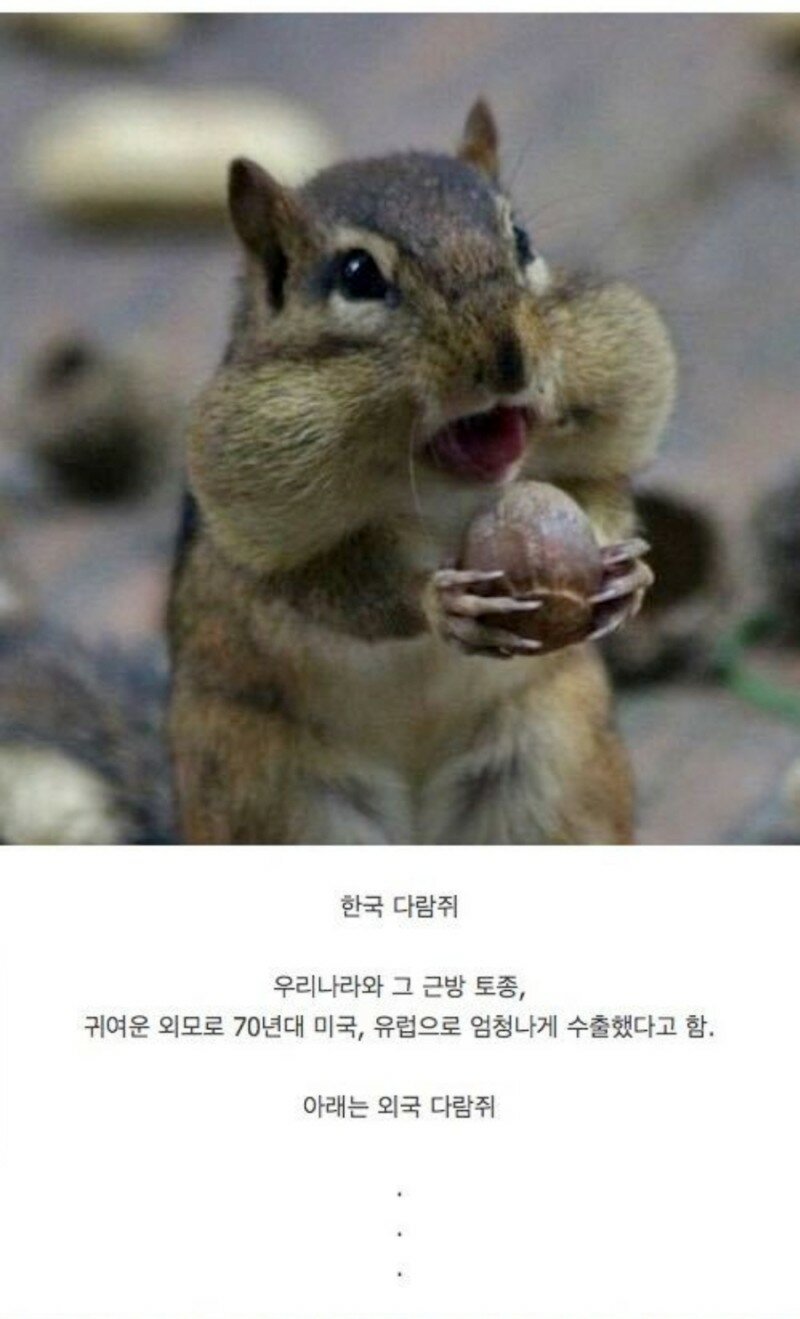 귀여운 한국 다람쥐