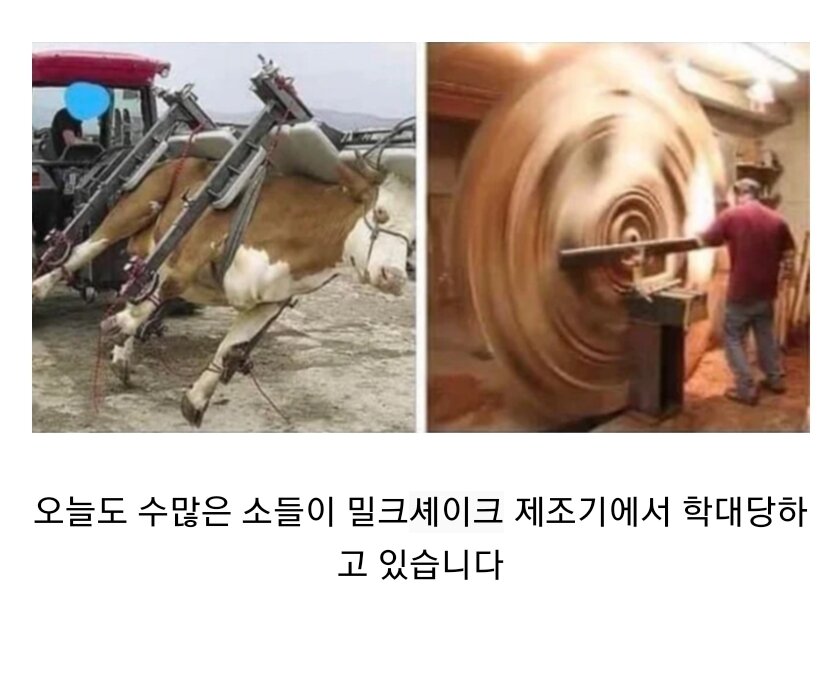 동물학대 ㅠ