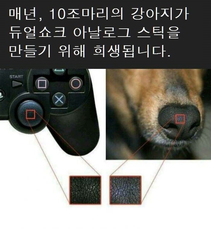 동물학대 ㅠ