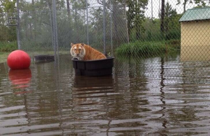 동물원에 홍수가 나면? ㅋㅋㅋ