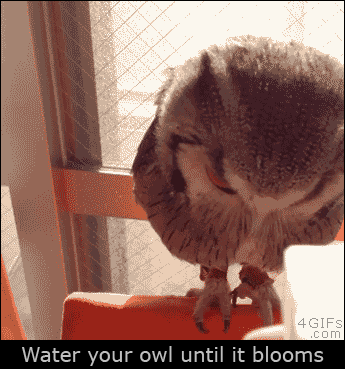 24671_0_i015739287098.gif