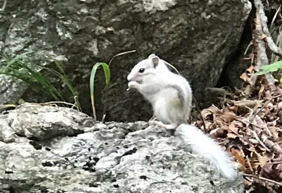 한국 흰색 다람쥐 영국 흰색 청설모