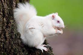 한국 흰색 다람쥐 영국 흰색 청설모