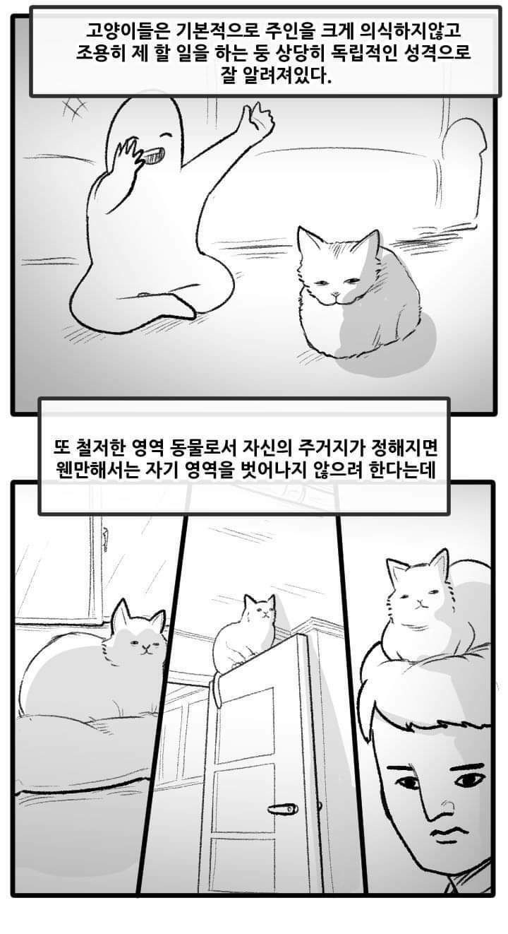 고양이랑 산책하는 만화