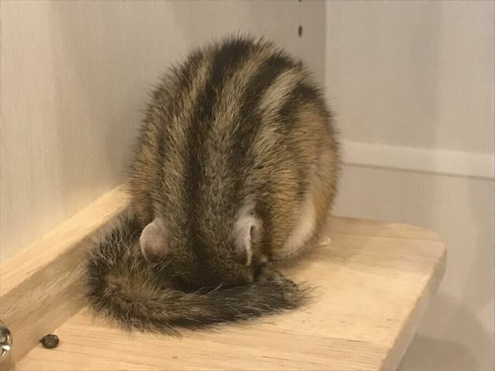 (동물) 다람쥐 어떻게 자는지 아세요?
