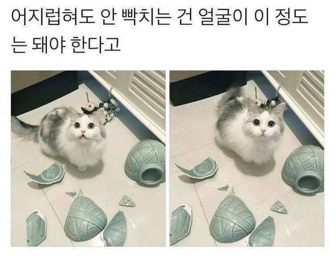 사고를 쳐도 안빡치게하는 얼굴은 이정돈되야