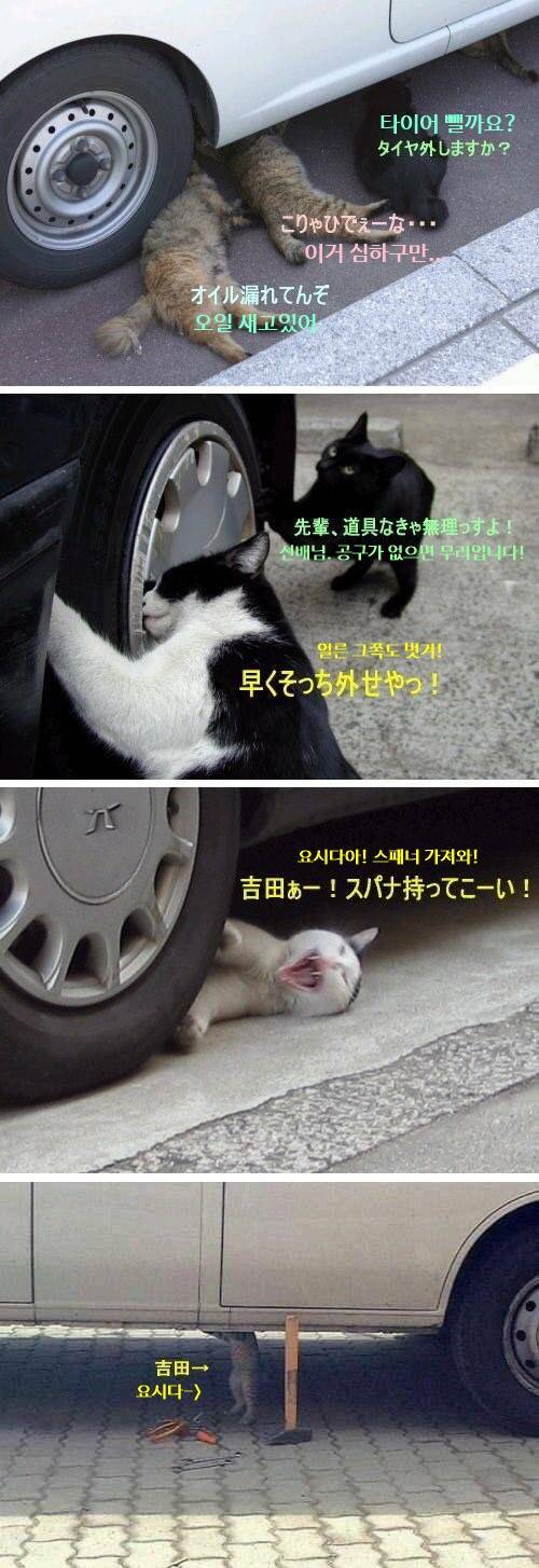 고양이 정비소의 일상.jpg