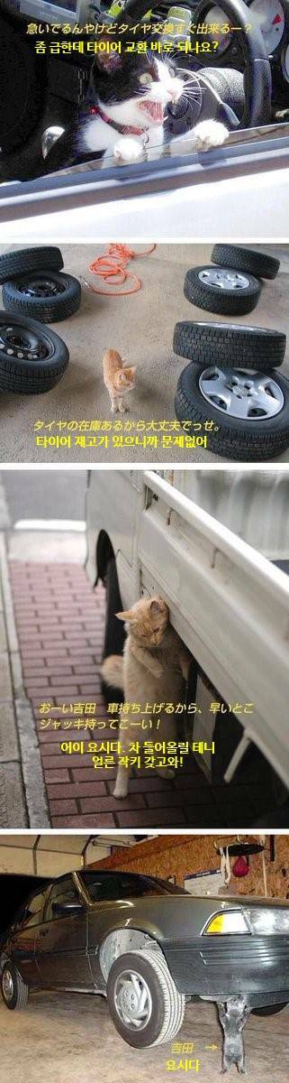 고양이 정비소의 일상.jpg