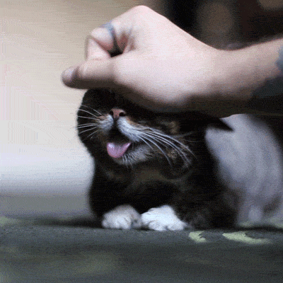 27421_0_i015771877596.gif