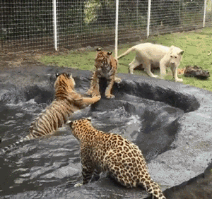 27753_0_i016342577977.gif